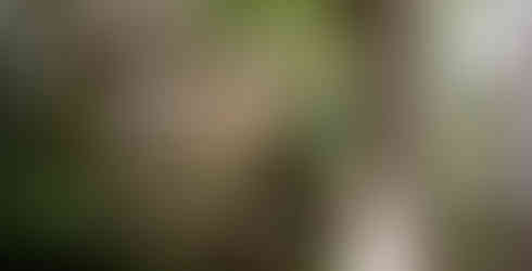 Victoria Beachcomber Resort & Spa - bungalow