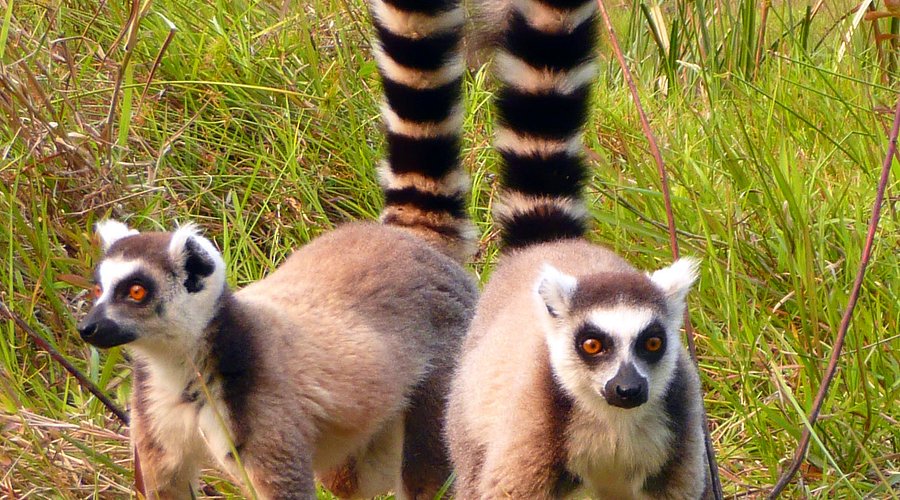 Lemurs in Andasibe-Mantadia National Park 