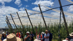 Kolecti marca presença no IX Field Day on Rootstocks from CG Series & XI Giro Técnico e reforça seu compromisso com o setor da maçã
