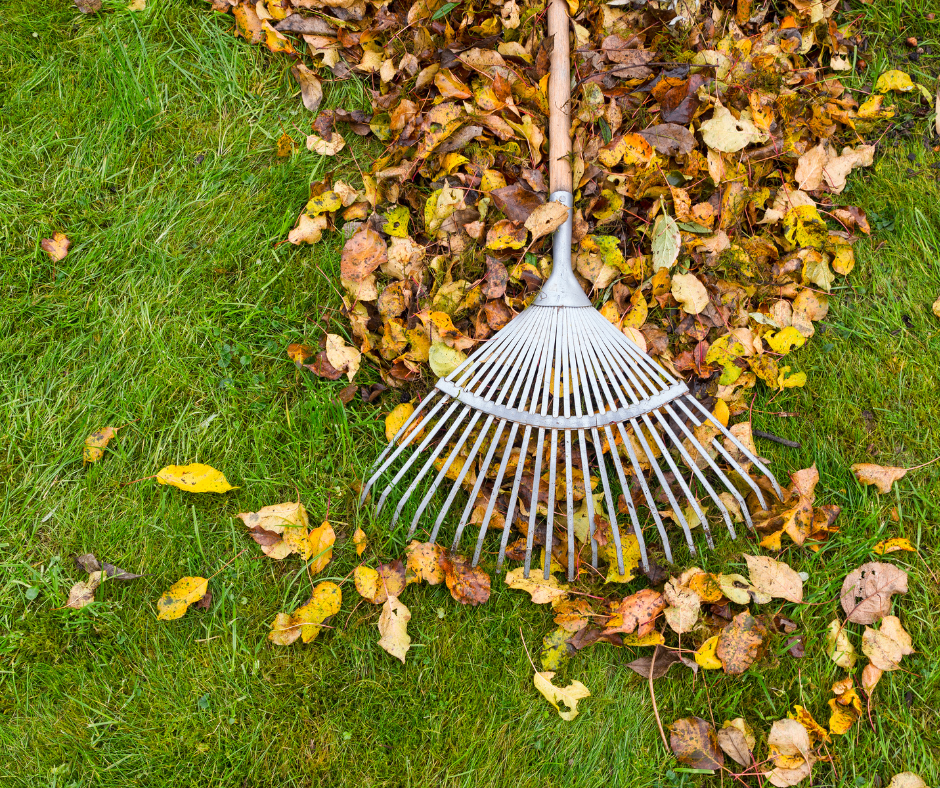Autumn garden care