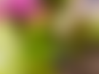 Tips for Maintaining Your Garden All Year Round