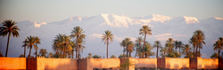 Marrakech palms