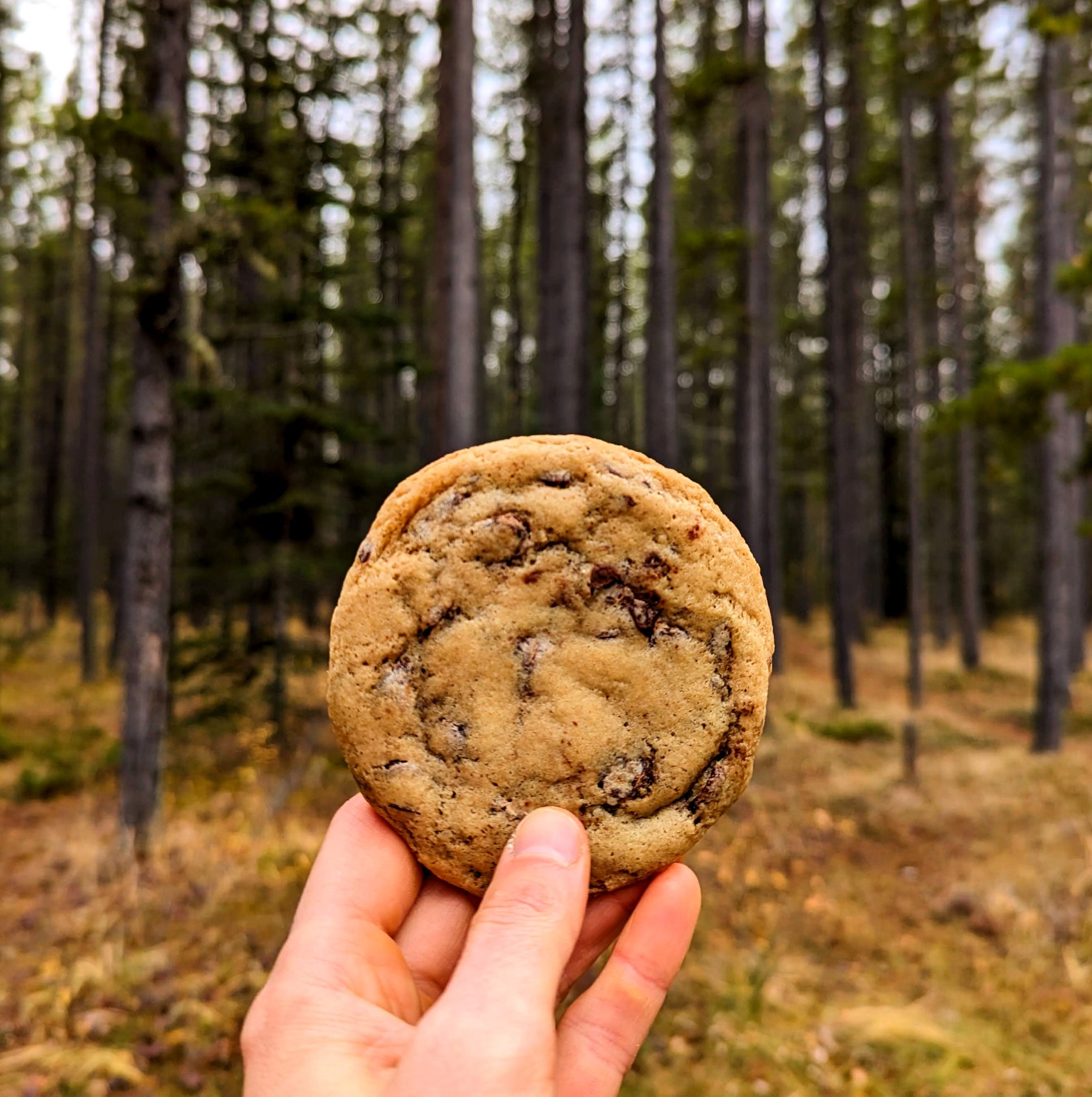 Browned Butter Chocolate Chip Cookies - Sourdough