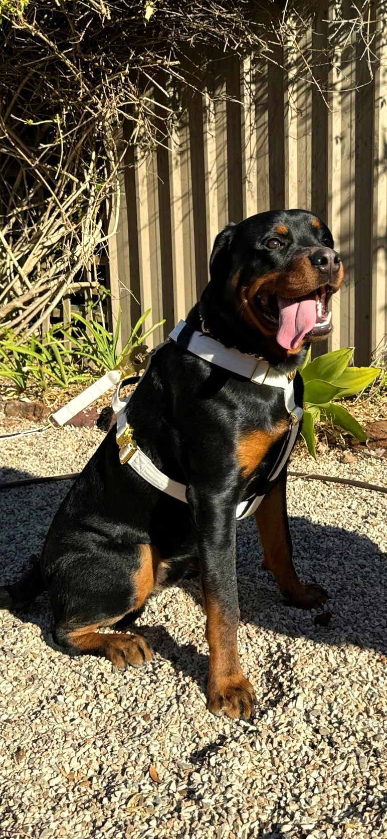 Thumbnail: Luxury Harness -White