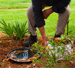 mosquito-breeding-habitat-1024x553_edited.png
