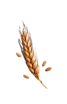 spiga grano semplice_edited_edited.png