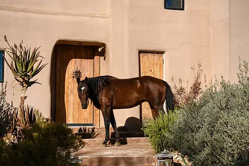 Knob Hill Ranch 4.webp