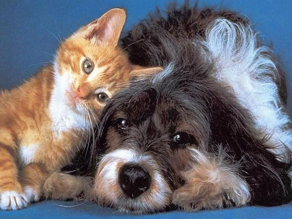 Dog-and-Cat.jpg