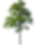 樹木去背01 (2)_0.png