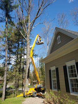 Tree trimming with elevator