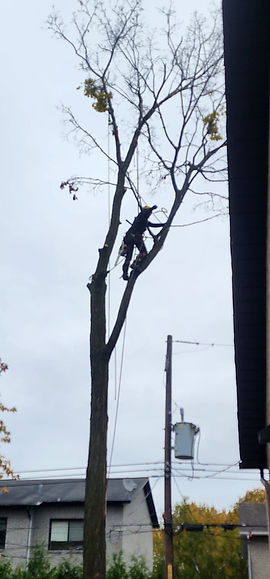 Abattage d'arbre en milieu restreint