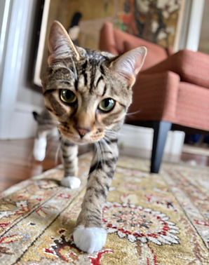 Cat Sitting