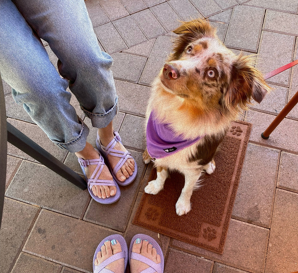 getting-past-the-puppy-fear-period