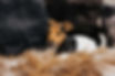 Waldi-5767.jpg