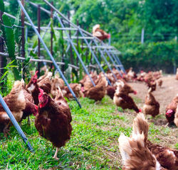 109753477_950760485387300_59810960856780