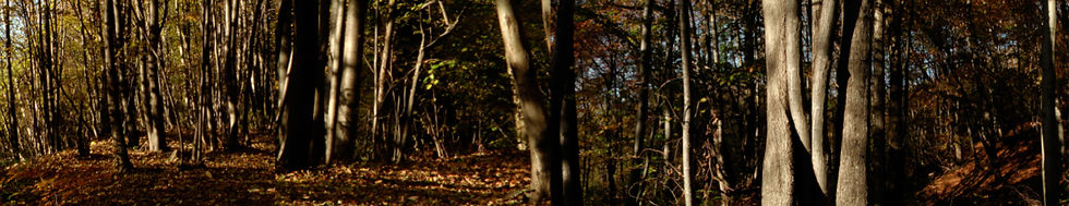Alberi, Calpesto gli angoli delle piastrelle per trovarmi nello spazio