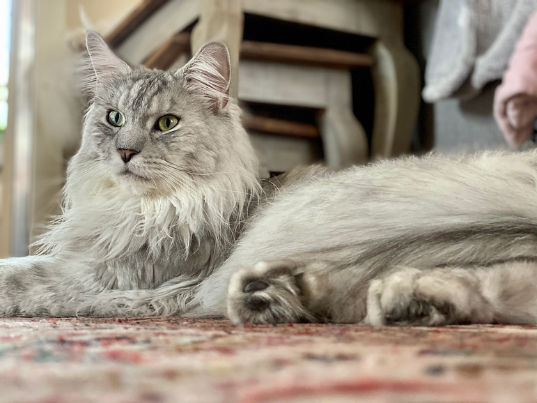 Maine Coon suchen ein Zuhause