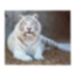 White Tiger Throw Blanket