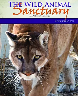 Wild Animal Sanctuary Newsletters Keenesburg Co Newsletters