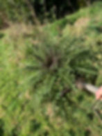 Vous ne savez pas à quoi peut vous servir une rosette de chardon? Alors il va vraiment falloir venir!