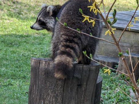 Spiritual Wisdom of Raccoon