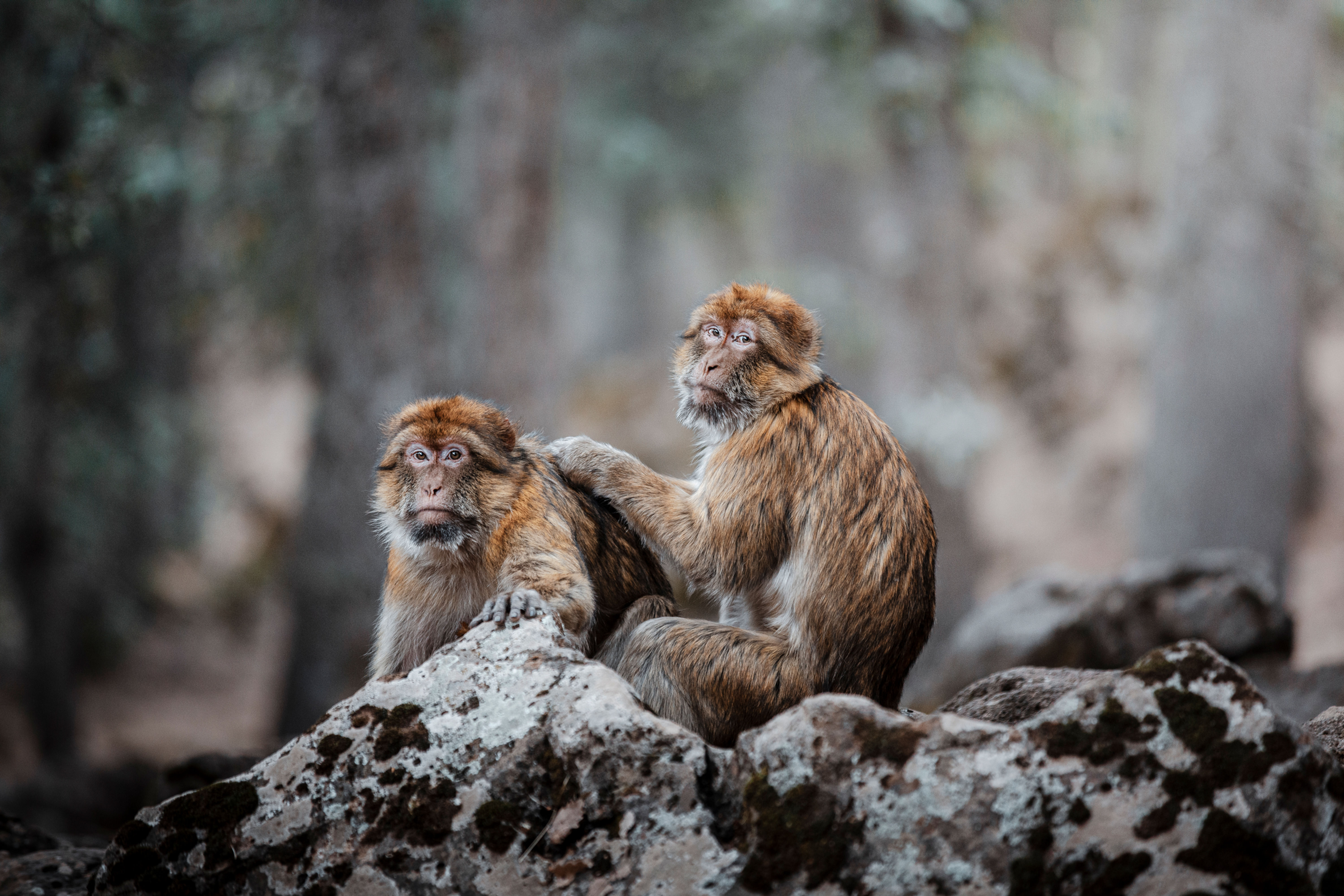 The Watchers