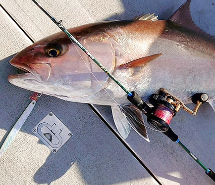 Amberjack