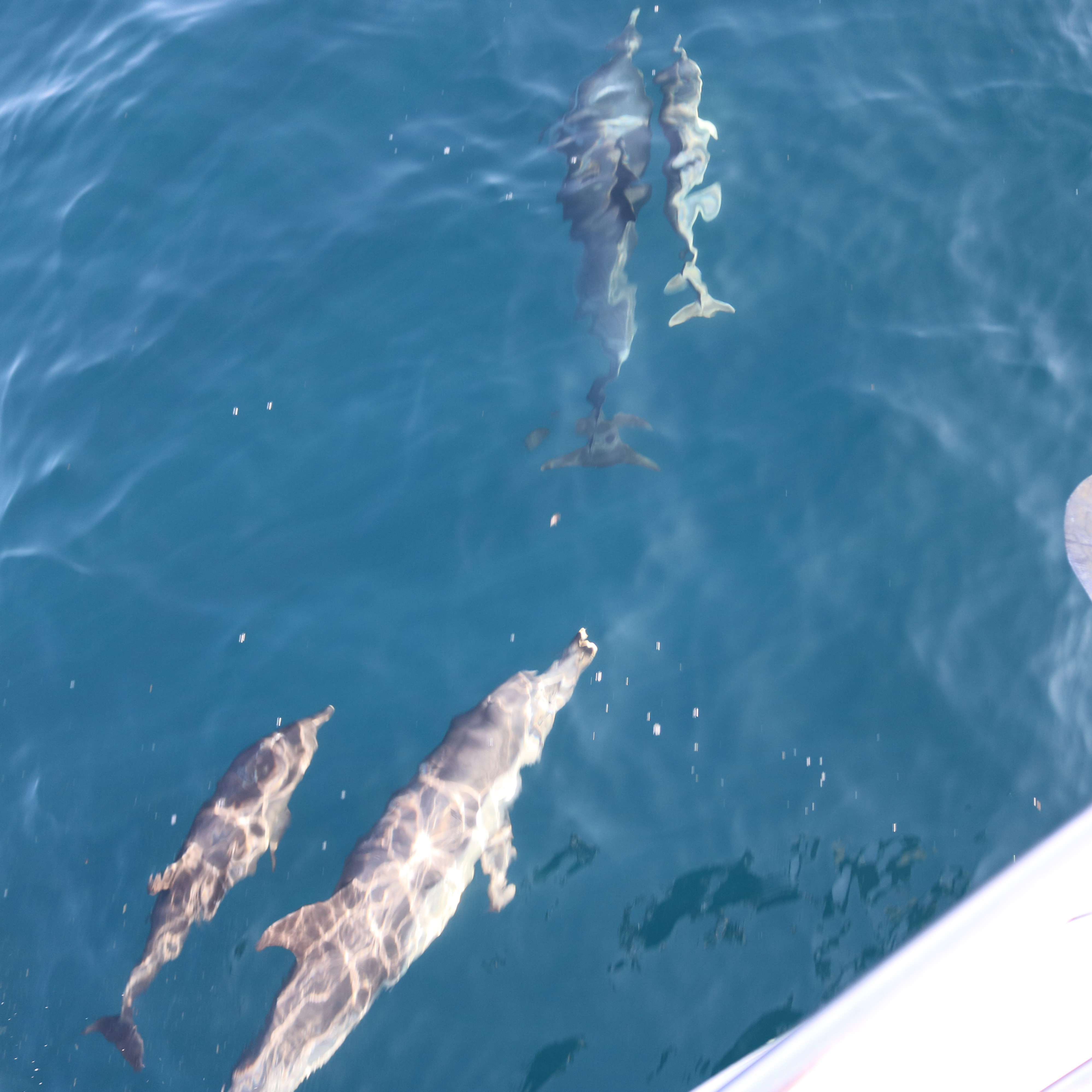 Ocean Cruise with Speed - 2 Hours