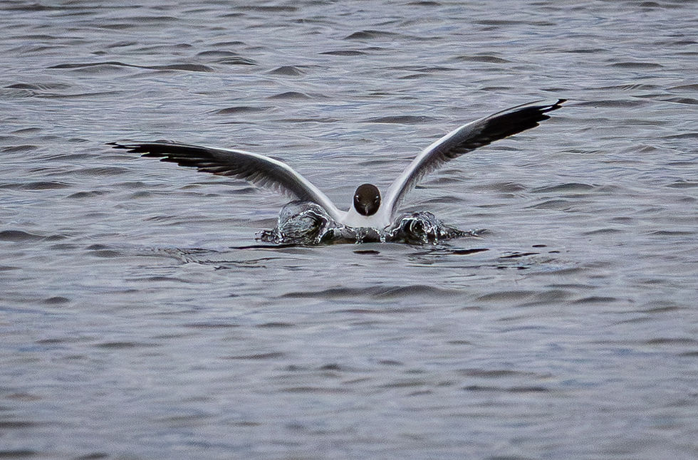 Fågelfoto vid Ottenby