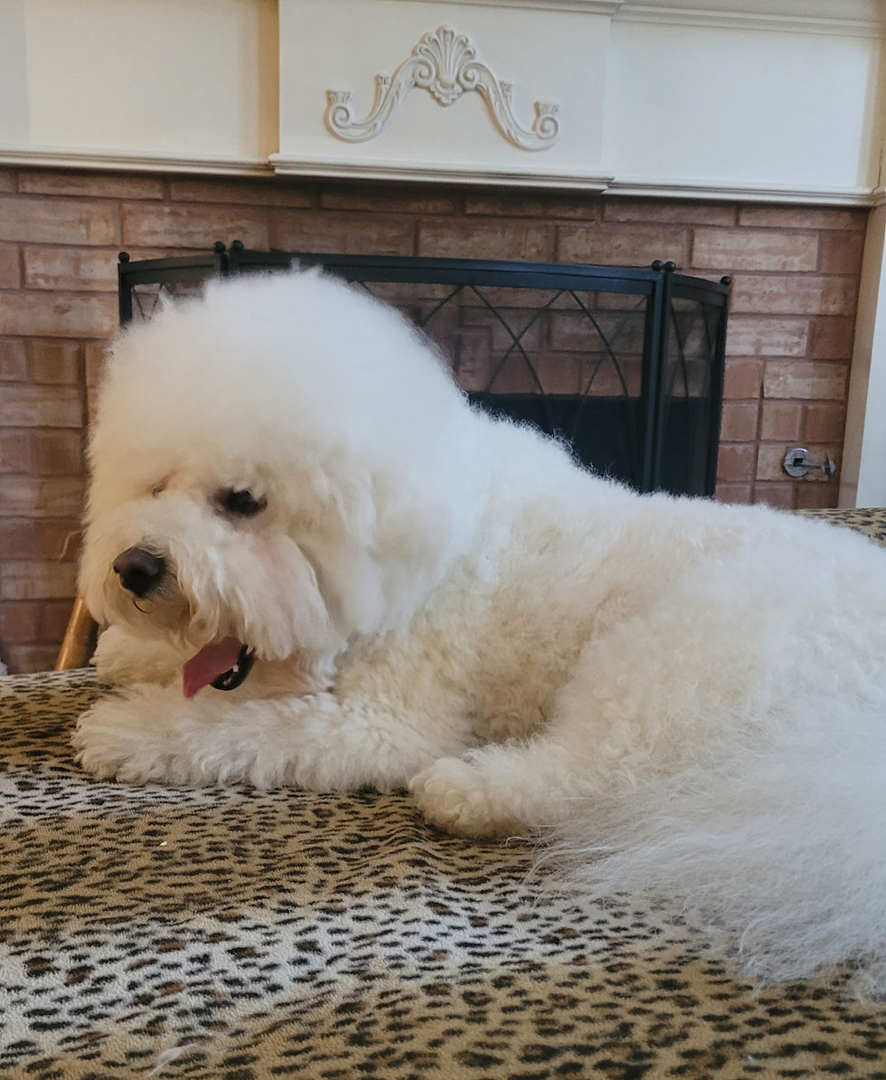 a dog resting on a leapord skin blanket
