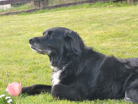 Black border collie, Lady, relaxing in the green grass