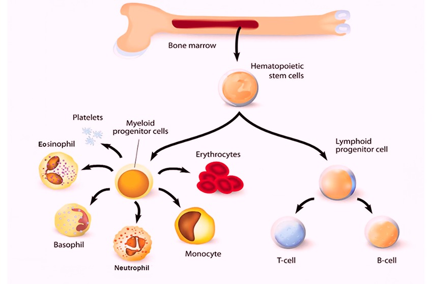 Picture of Bone marrow and how it creates the other blood cells
