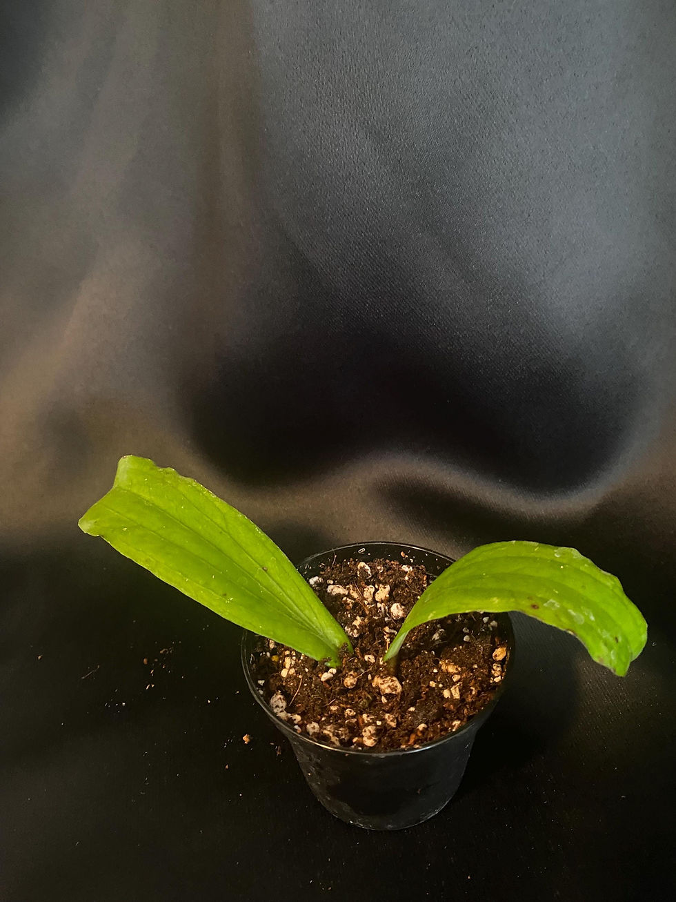 Thumbnail: Hoya Erythrina Rooted Cutting - 2 Inch Pot