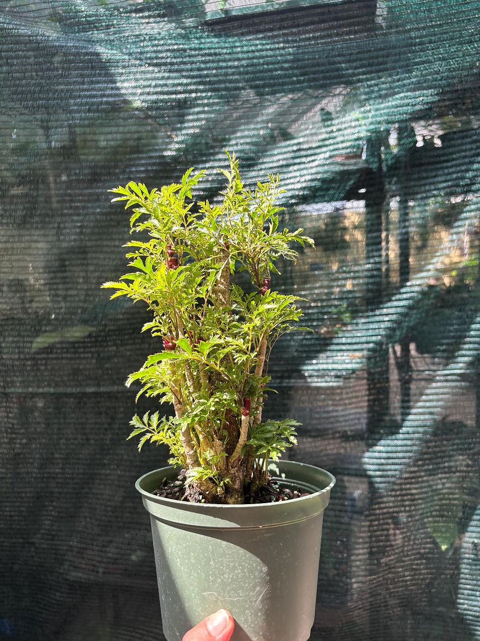 Thumbnail: Ming Aralia (Polyscias fruticosa) | 6-inch Pot