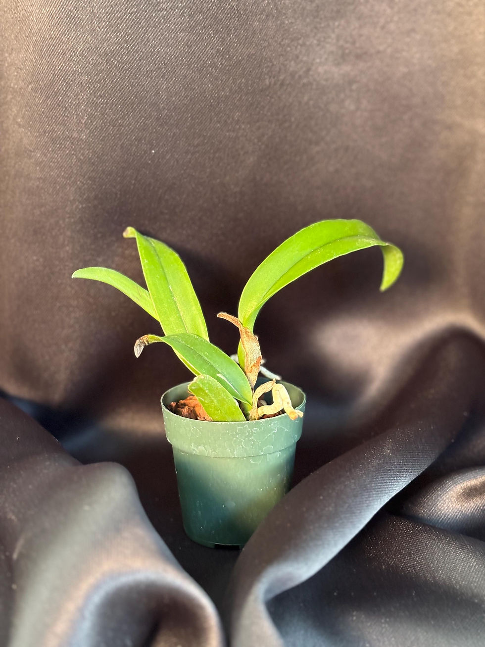 Thumbnail: Potinara Love Triangle - Young Orchid | 2.5 Inch Pot