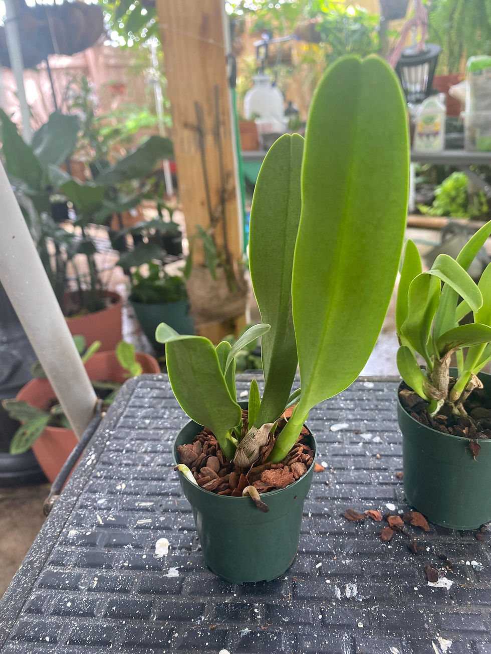 Thumbnail: Blc Goldenzelle 'Lemon Chiffon' - Young Orchid | 2.5 Inch Pot