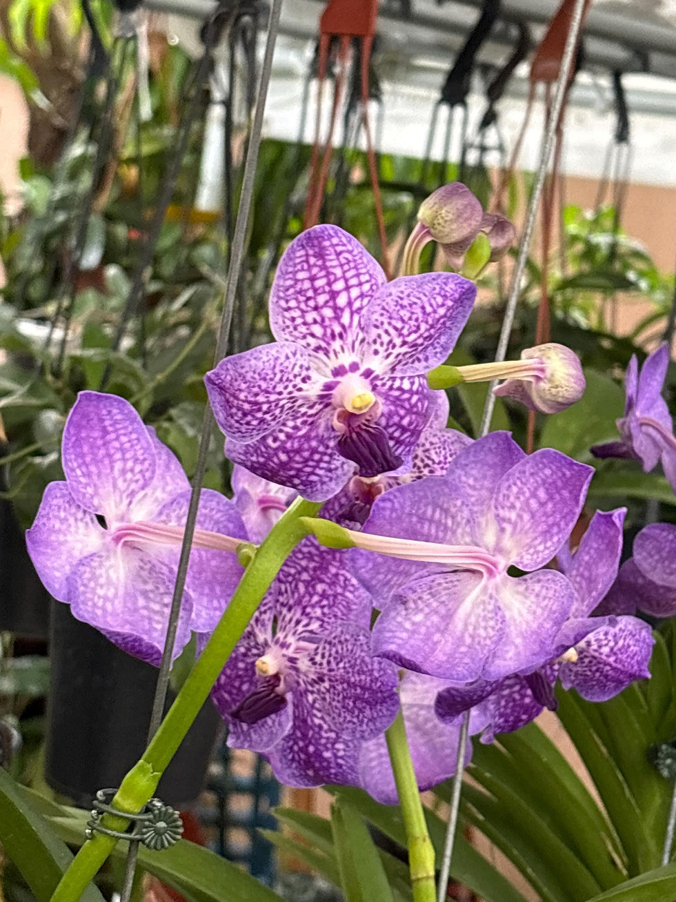 Thumbnail: Vanda Purple - Mature Orchid