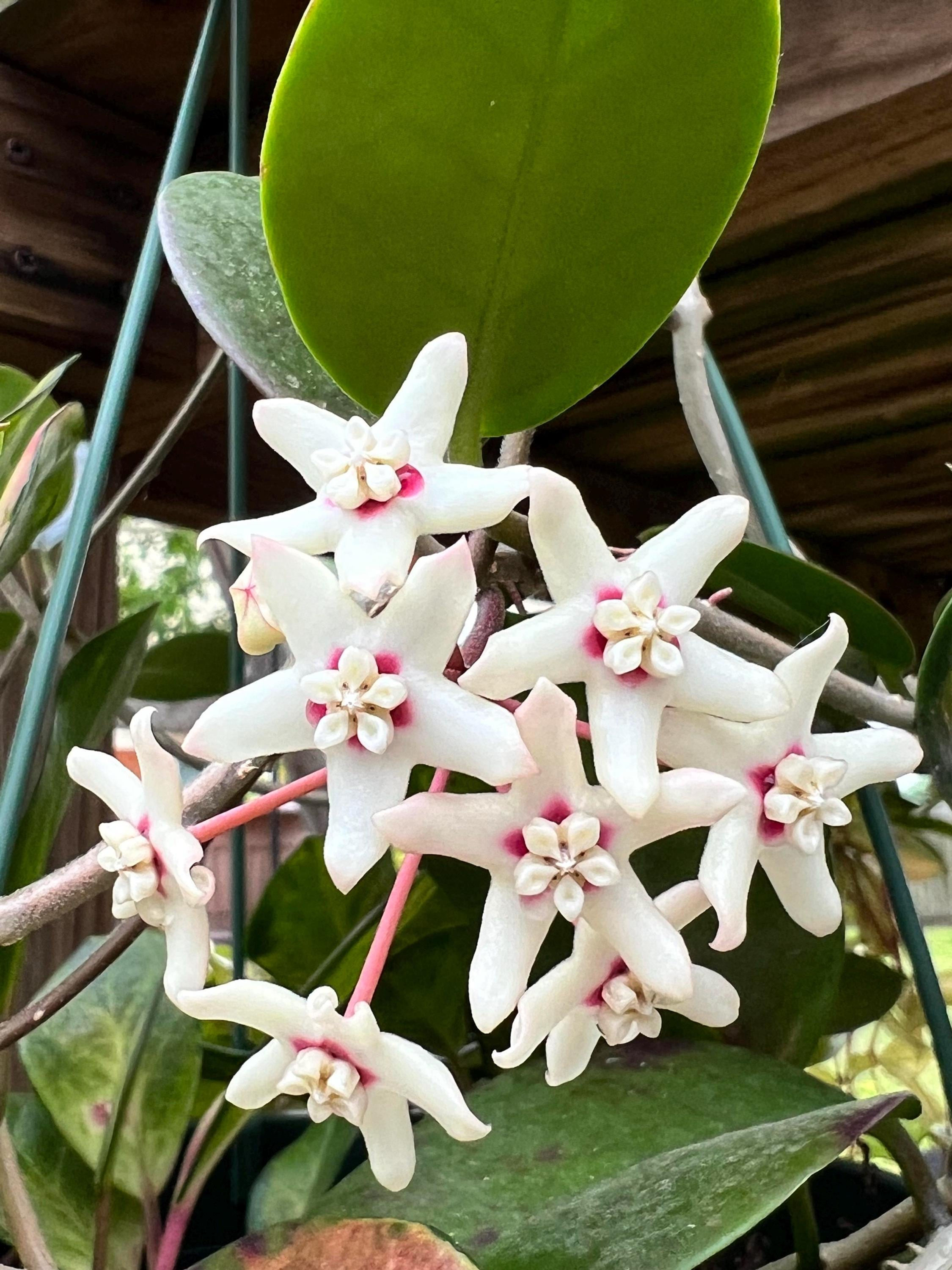 Hoya Australis 'Lisa' Rooted Cutting - 2 Inch Pot