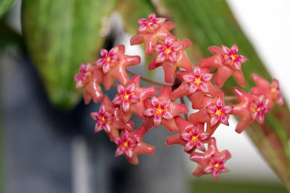 Thumbnail: Hoya Benvergarai Rooted Cutting - 2 Inch Pot