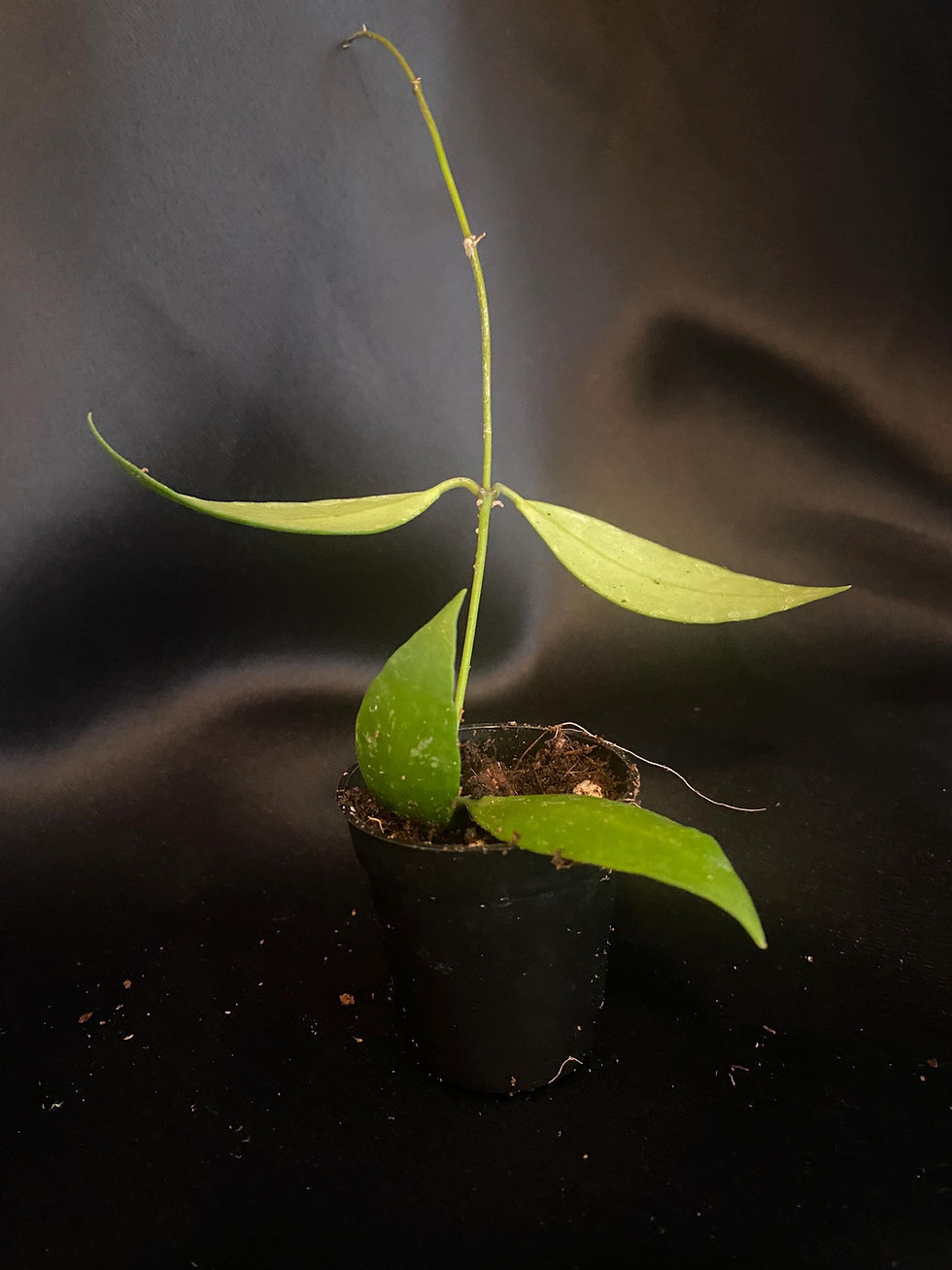 Thumbnail: Hoya Memoria Rooted Cutting - 2 Inch Pot