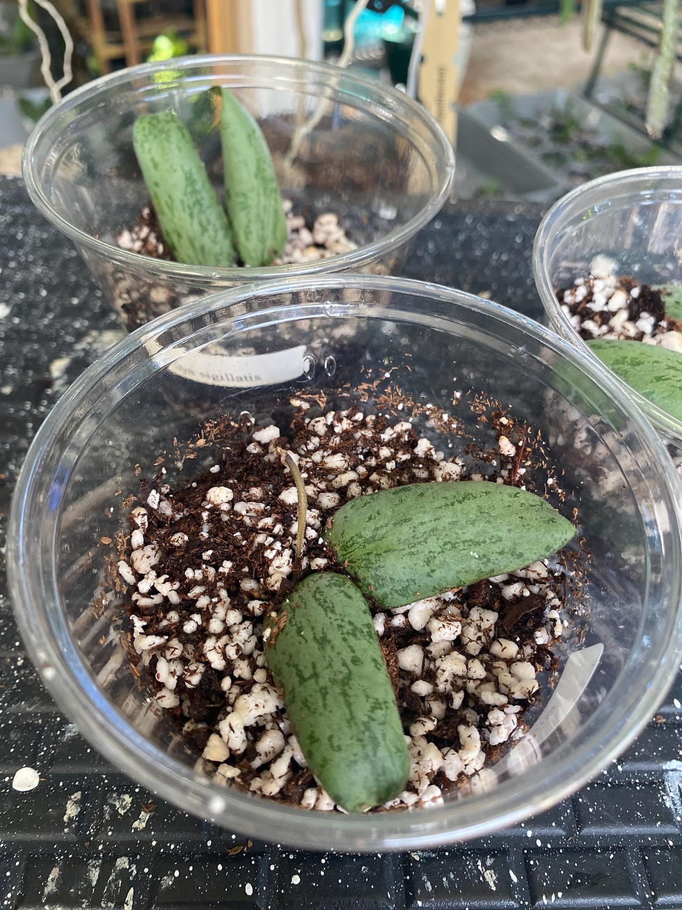 Thumbnail: Hoya Sigillatis 'Round Leaf' Rooted Cutting - 2.5 Inch Pot