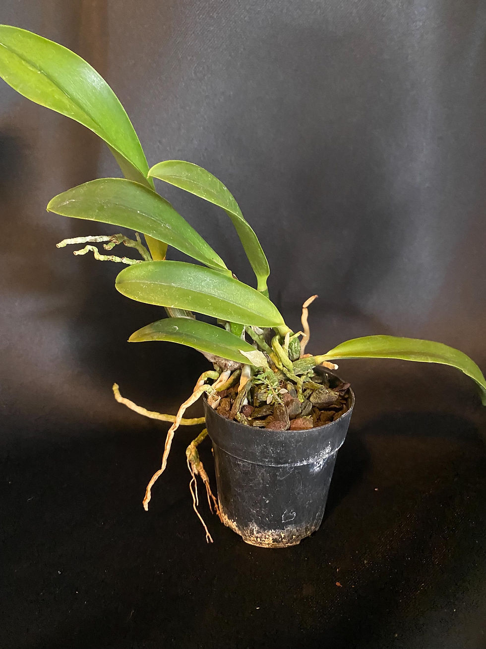 Thumbnail: Lc Mini Song 'Petite' - Young Orchid | 2.5 Inch Pot