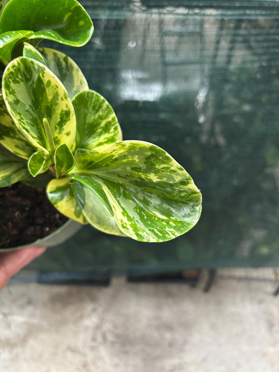 Thumbnail: Peperomia obtusifolia 'Marble' | 6-inch Pot