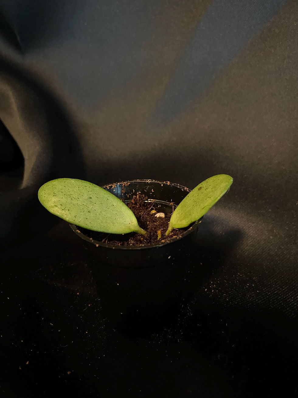 Thumbnail: Hoya Silver Lady Rooted Cutting - 2 Inch Pot