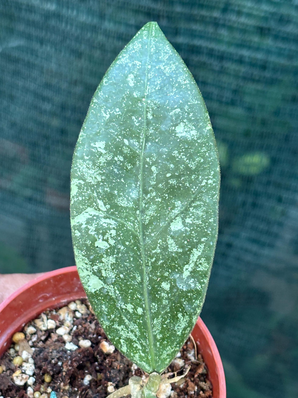 Thumbnail: Hoya Sp Ko Chang Island Cutting - 2 Inch Pot