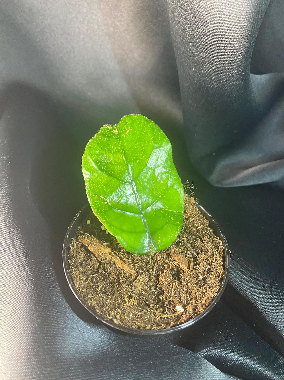 Thumbnail: Hoya Globulosa Rooted Cutting - 2 Inch Pot