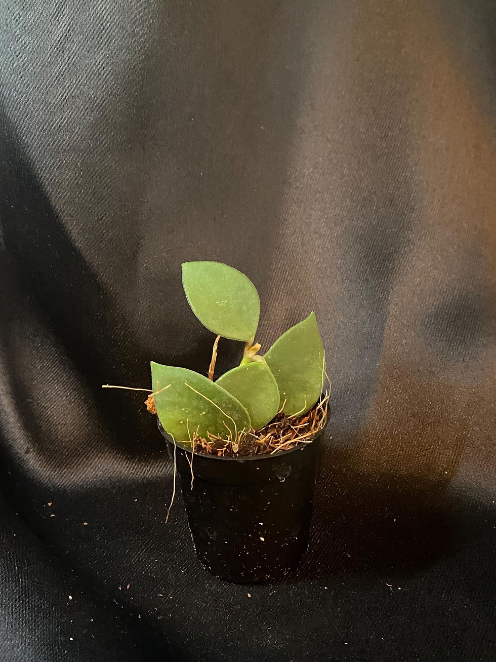 Thumbnail: Hoya Nummularioides Rooted Cutting - 2 Inch Pot