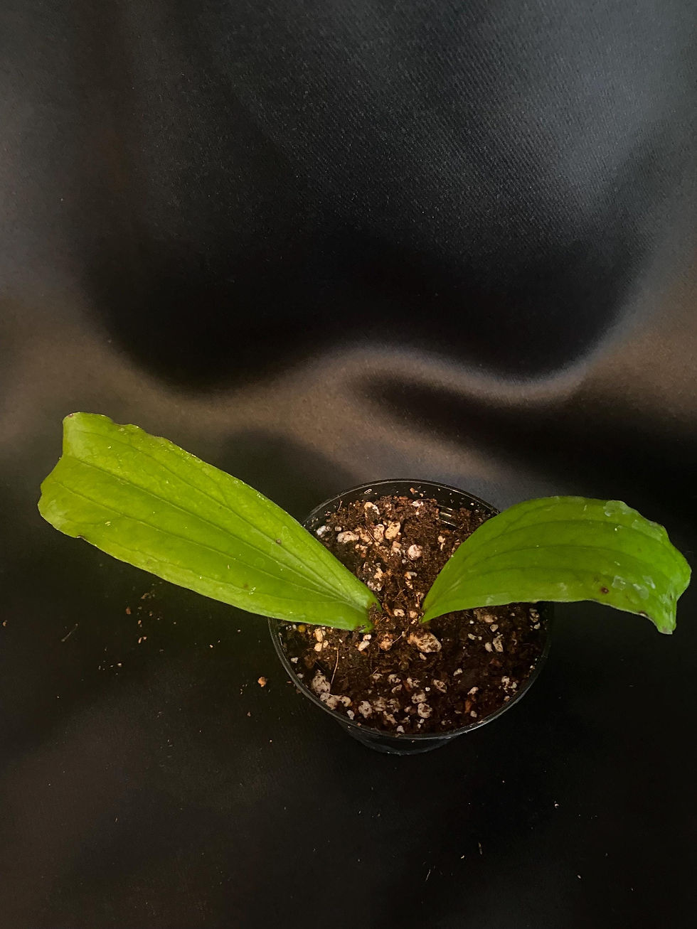 Thumbnail: Hoya Erythrina Rooted Cutting - 2 Inch Pot