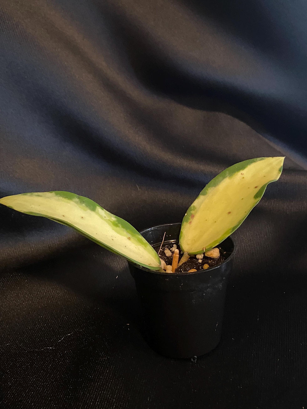 Thumbnail: Hoya Acuta Verticillata Inner Variegated Rooted Cutting - 2 Inch Pot