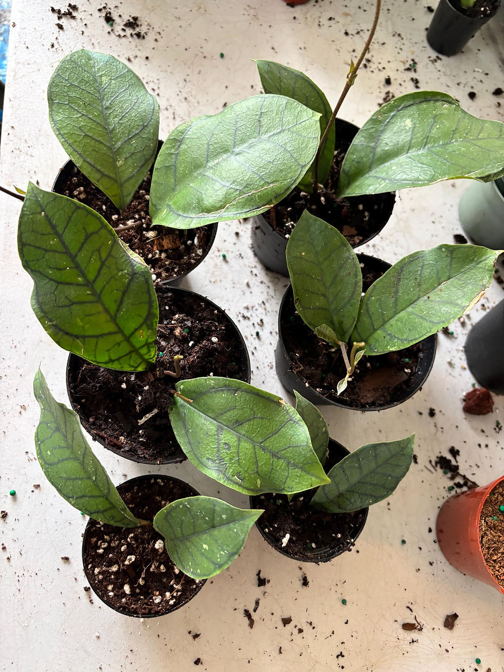 Thumbnail: Hoya Callistophylla 'Vena' Rooted Cutting - 2 Inch Pot